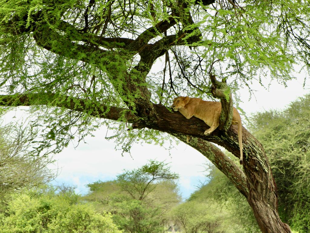 Leeuw gespot wildlife safari